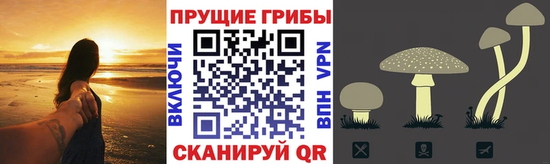 где купить Катав-Ивановск Псилоцибиновые грибы мухоморы